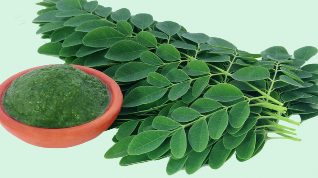 Khasiat daun kelor untuk kesehatan (LENGKAP)