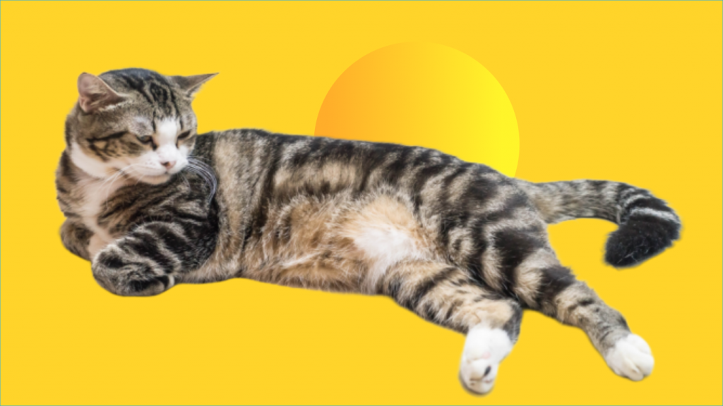 Jenis-jenis kucing dan cara mengelus kucing yang benar (menurut sains)