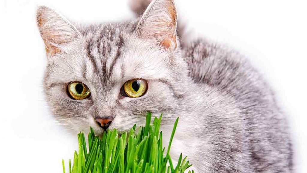 Mengapa kucing suka makan rumput? Berikut penelitiannya!