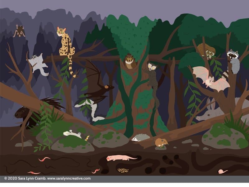 flora dan fauna di indonesia