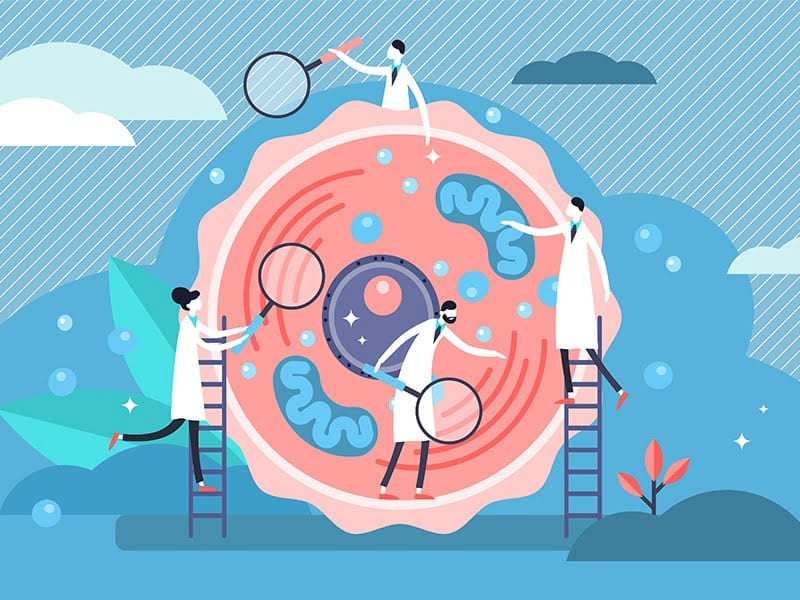 perbedaan mitosis dan meiosis