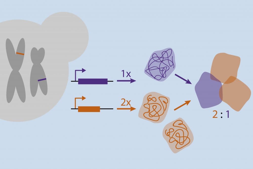 Proses Sintesis Protein – Pengertian, Tahapan, dan Manfaat [LENGKAP]