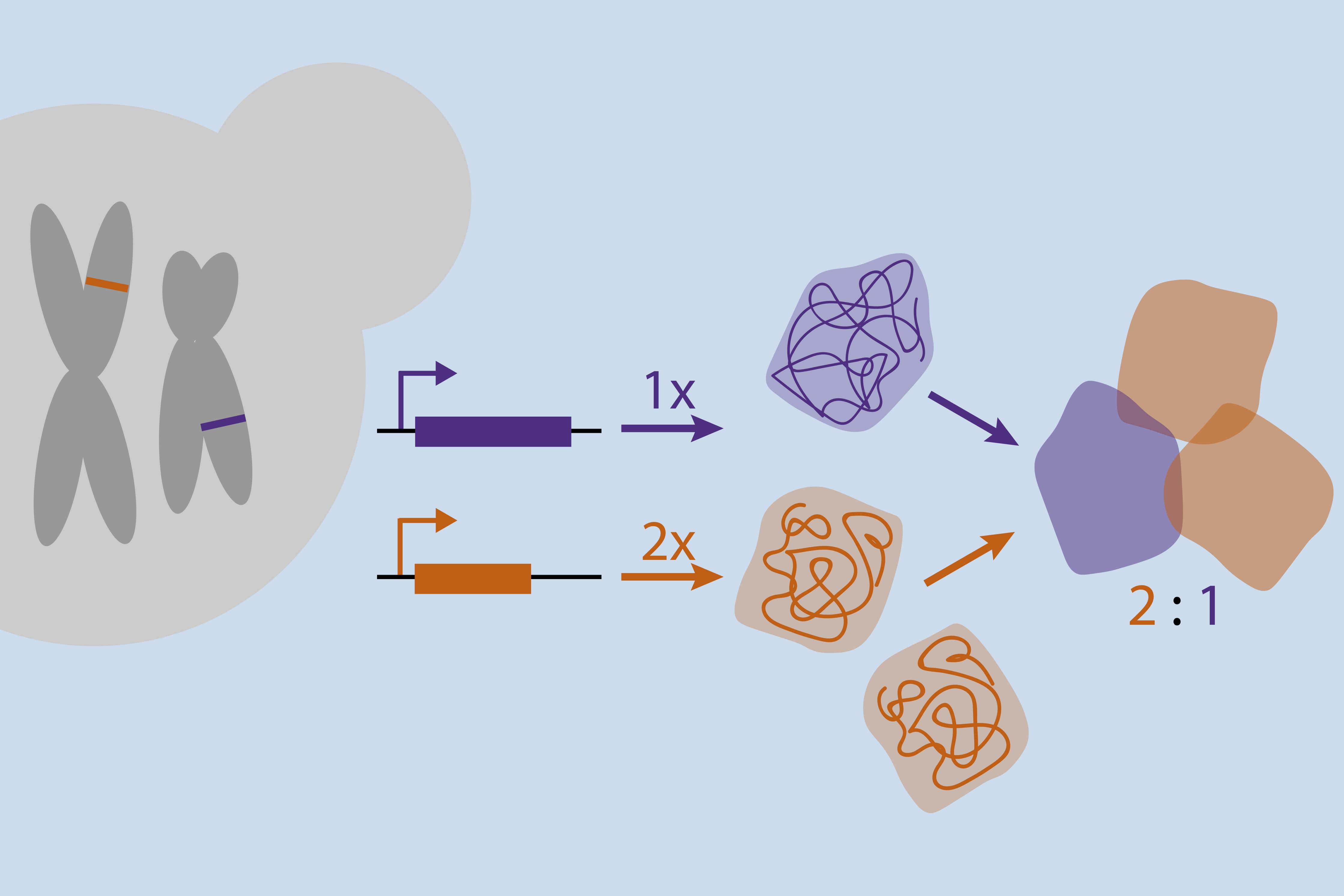 proses sintesis protein