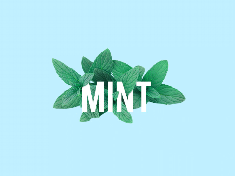 daun mint