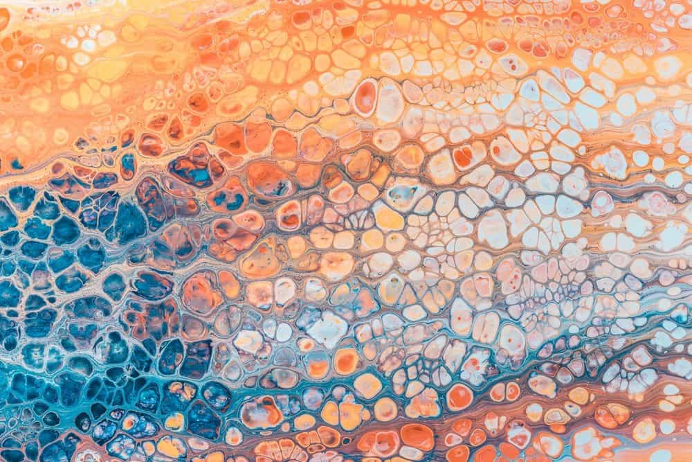 fungsi epidermis