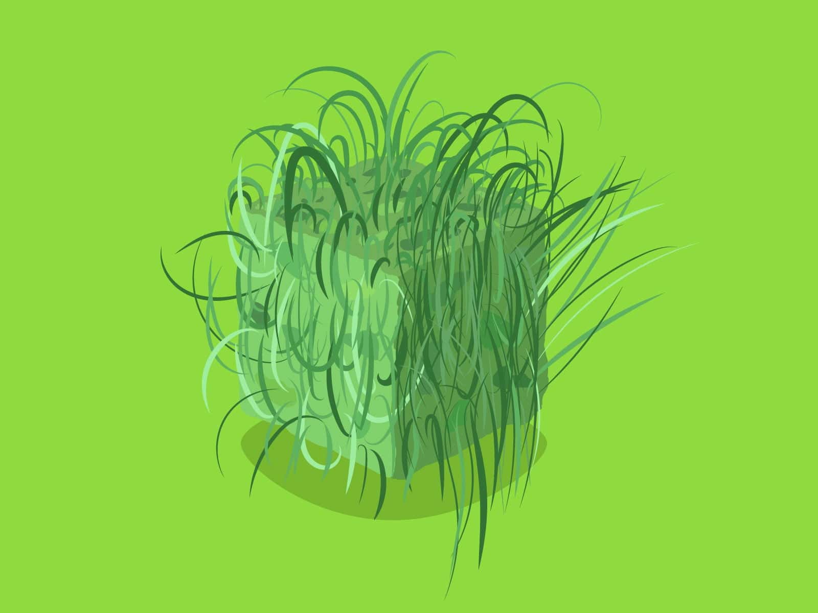 manfaat rumput teki
