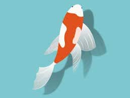 ikan hias air tawar