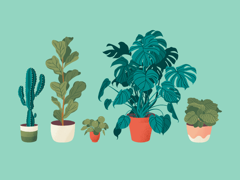 kingdom plantae