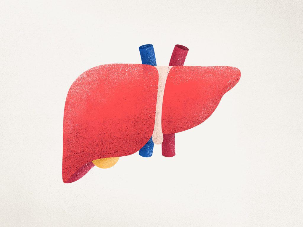 Organ Hati: Bagian-bagian, Fungsi dan Gambarnya pada Manusia