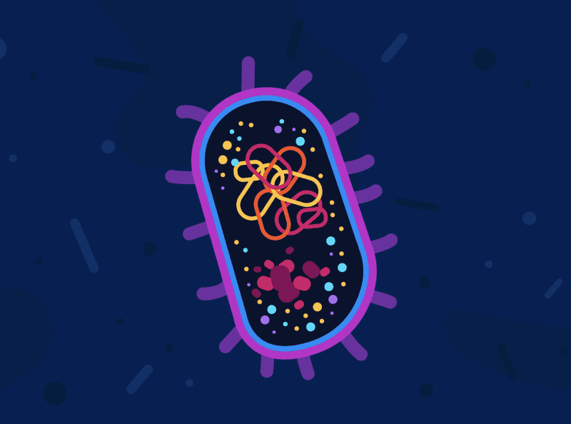bakteri e coli