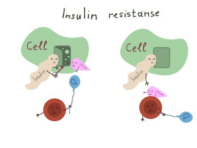 hormon insulin adalah
