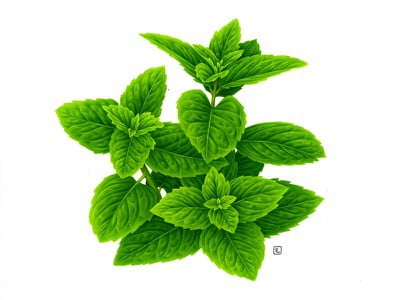 manfaat daun mint