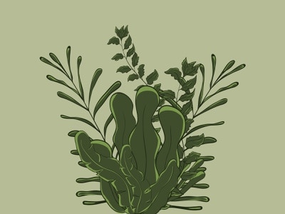 cara menanam kangkung