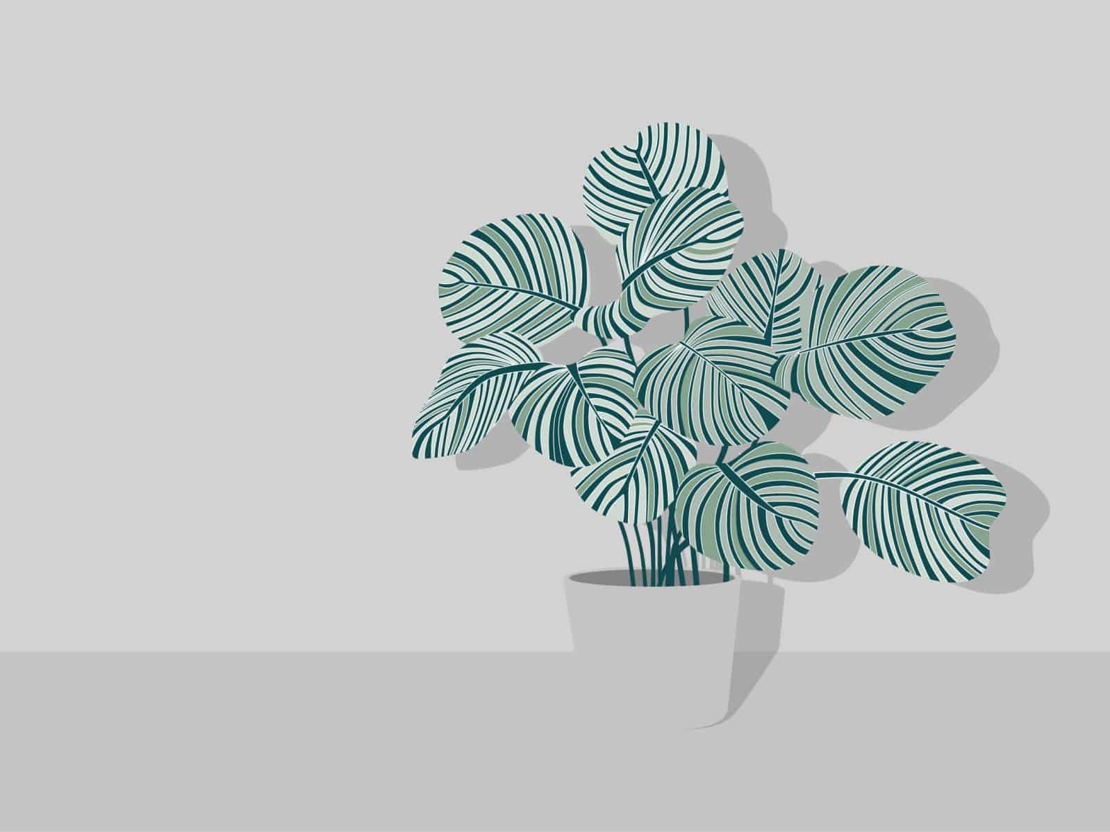 tanaman calathea