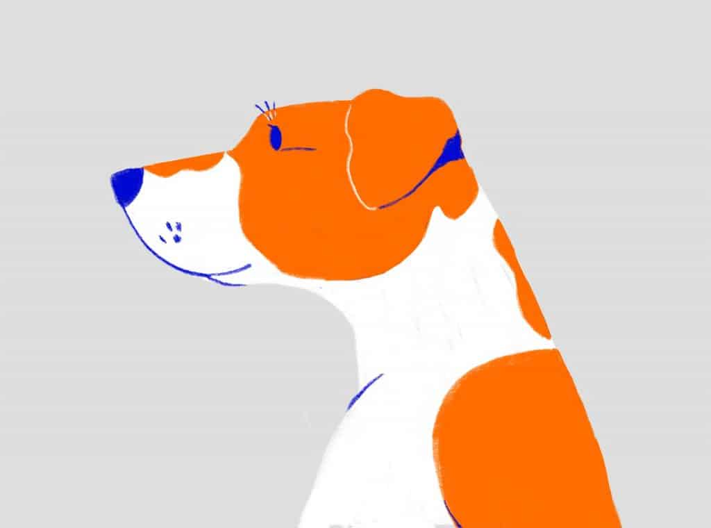 20+ Jenis Anjing yang Lucu dan Cocok di Pelihara + Gambar